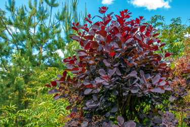 30 PURPLE SMOKE TREE Shrub Smokebush Cotinus Coggygria Rhus Cotinus Sumach Seeds